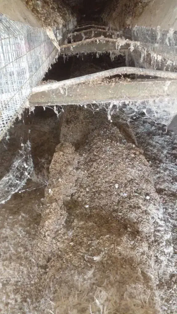 کود مرغی|خدمات باغبانی و درختکاری|تایباد, |دیوار