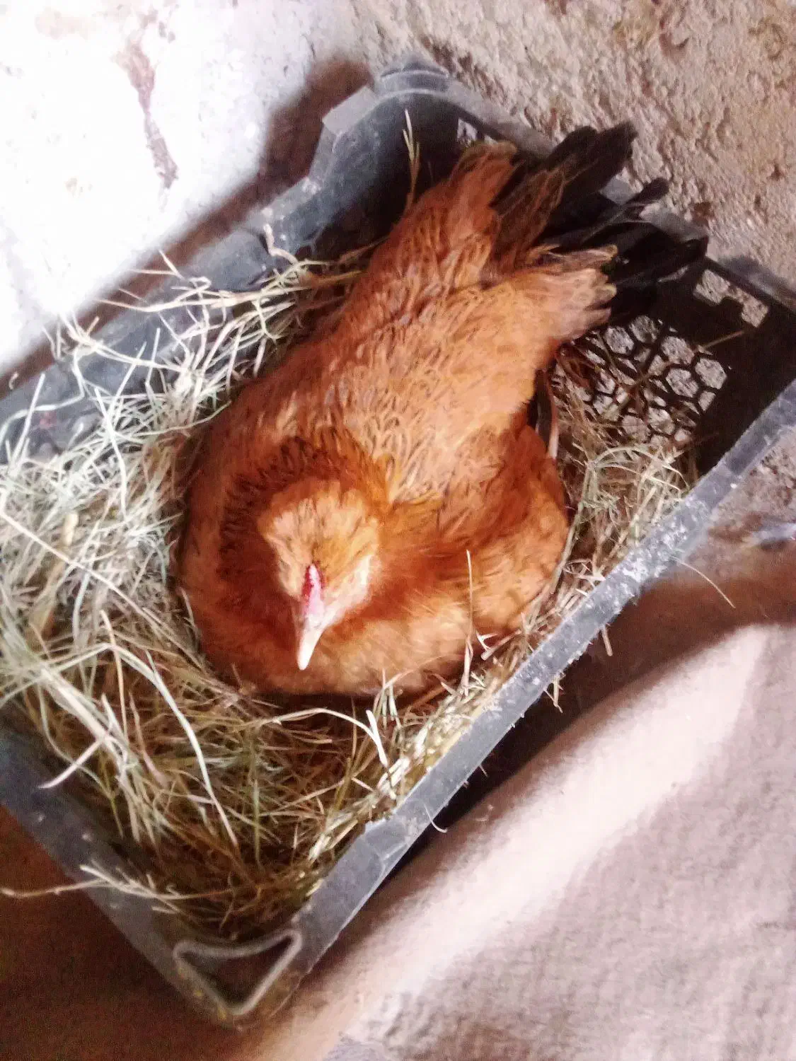 مرغ معامله با کبوتر|حیوانات مزرعه|دلگان, |دیوار