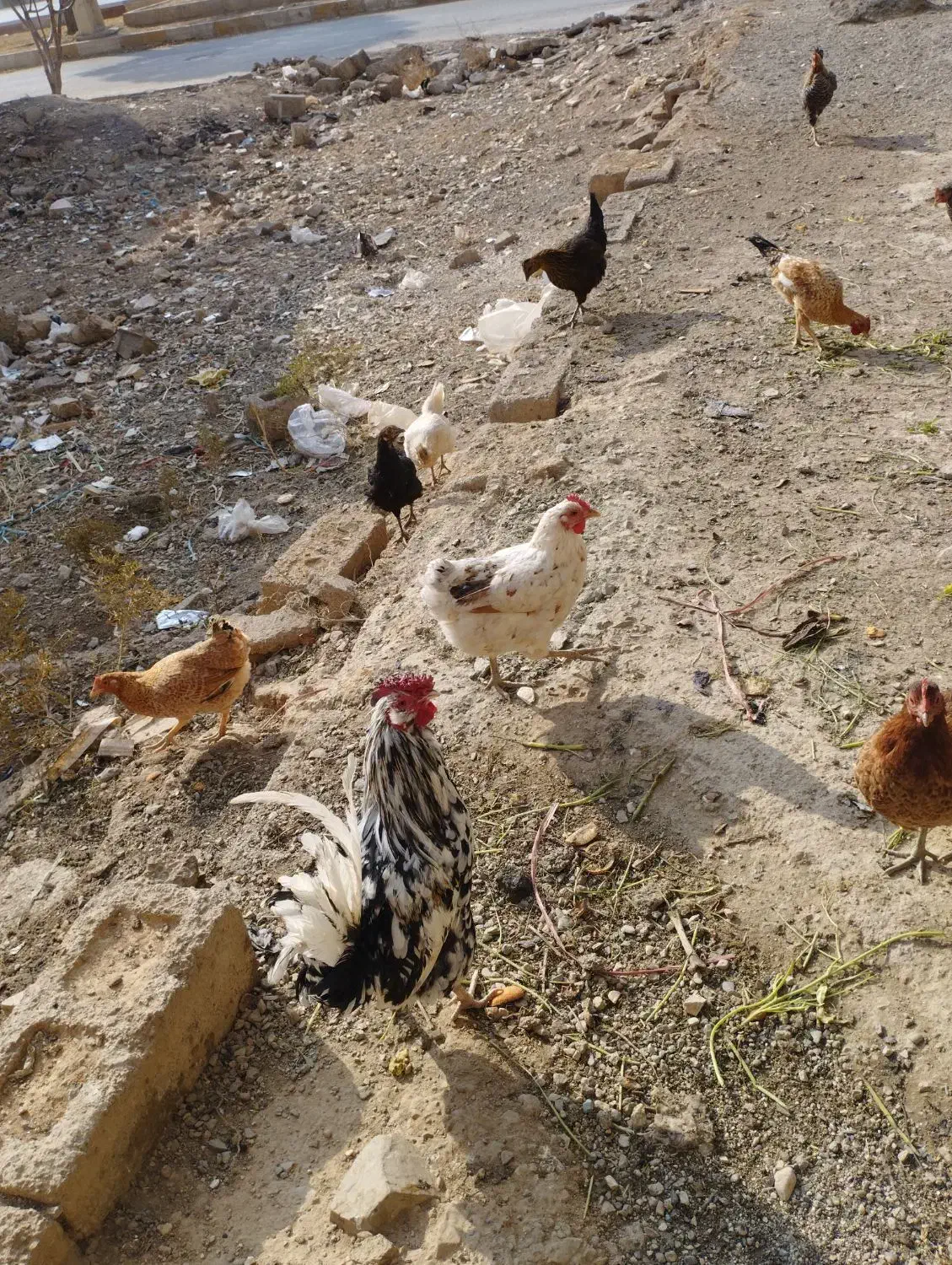 فروش مرغ کلین تخم گذار|حیوانات مزرعه|الیگودرز, |دیوار