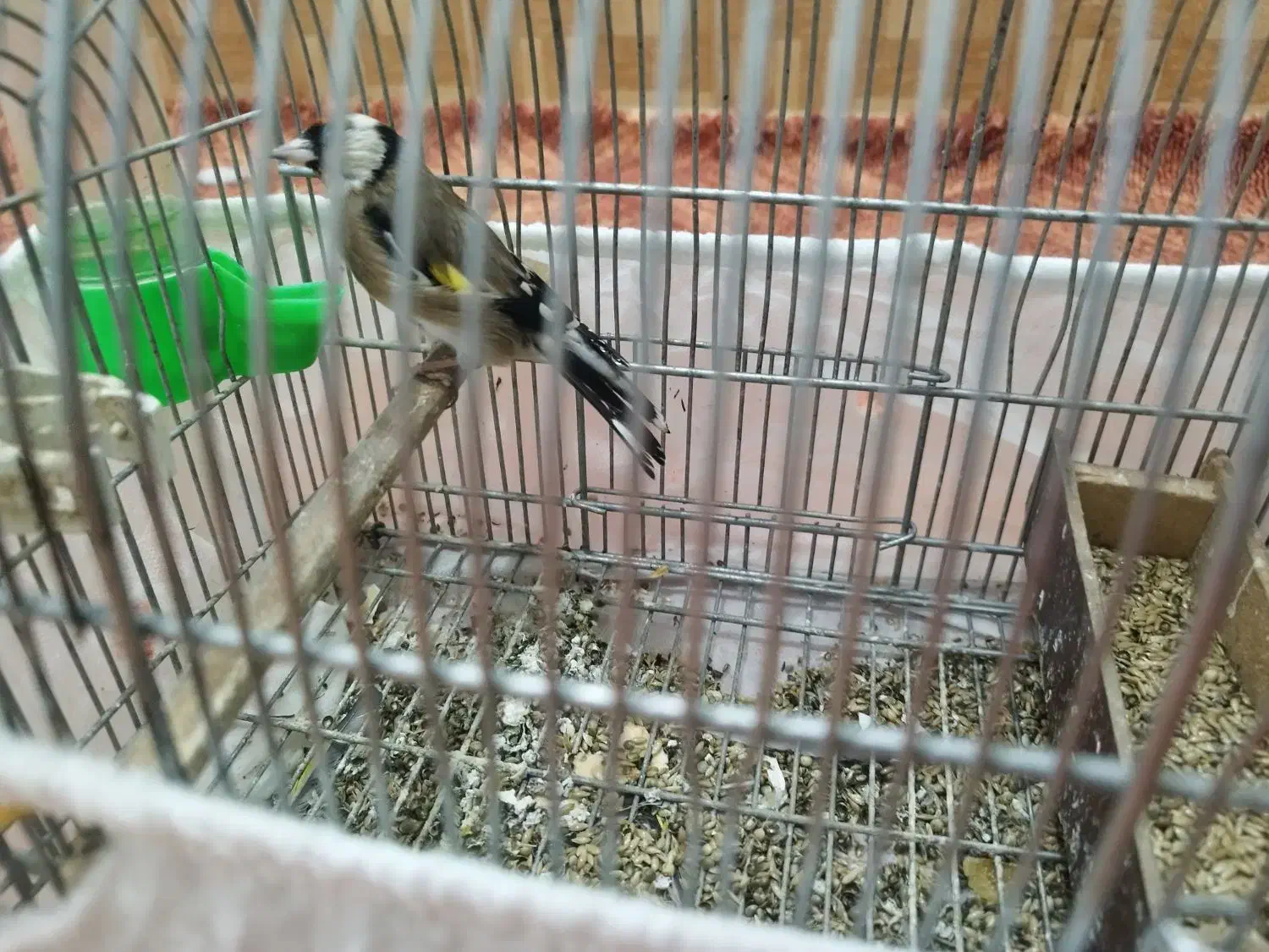 سهره جوجه و ماده|پرنده|اقلید, |دیوار