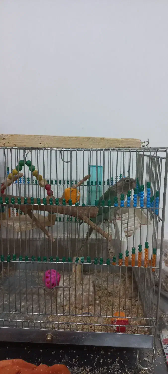 طوطی گرینچیک رنگ خاص|پرنده|شاهین دژ, |دیوار