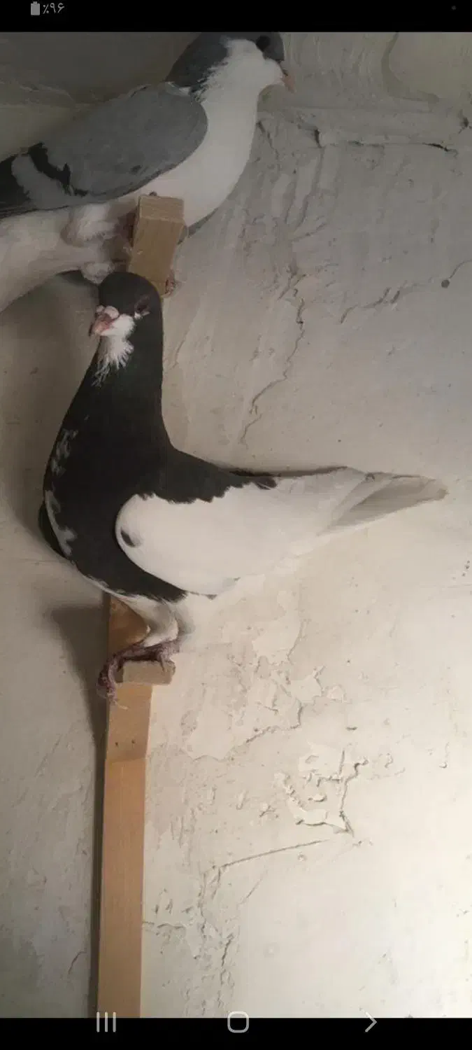 ۵ تا شهری|پرنده|شیراز, ماه فیروزان|دیوار