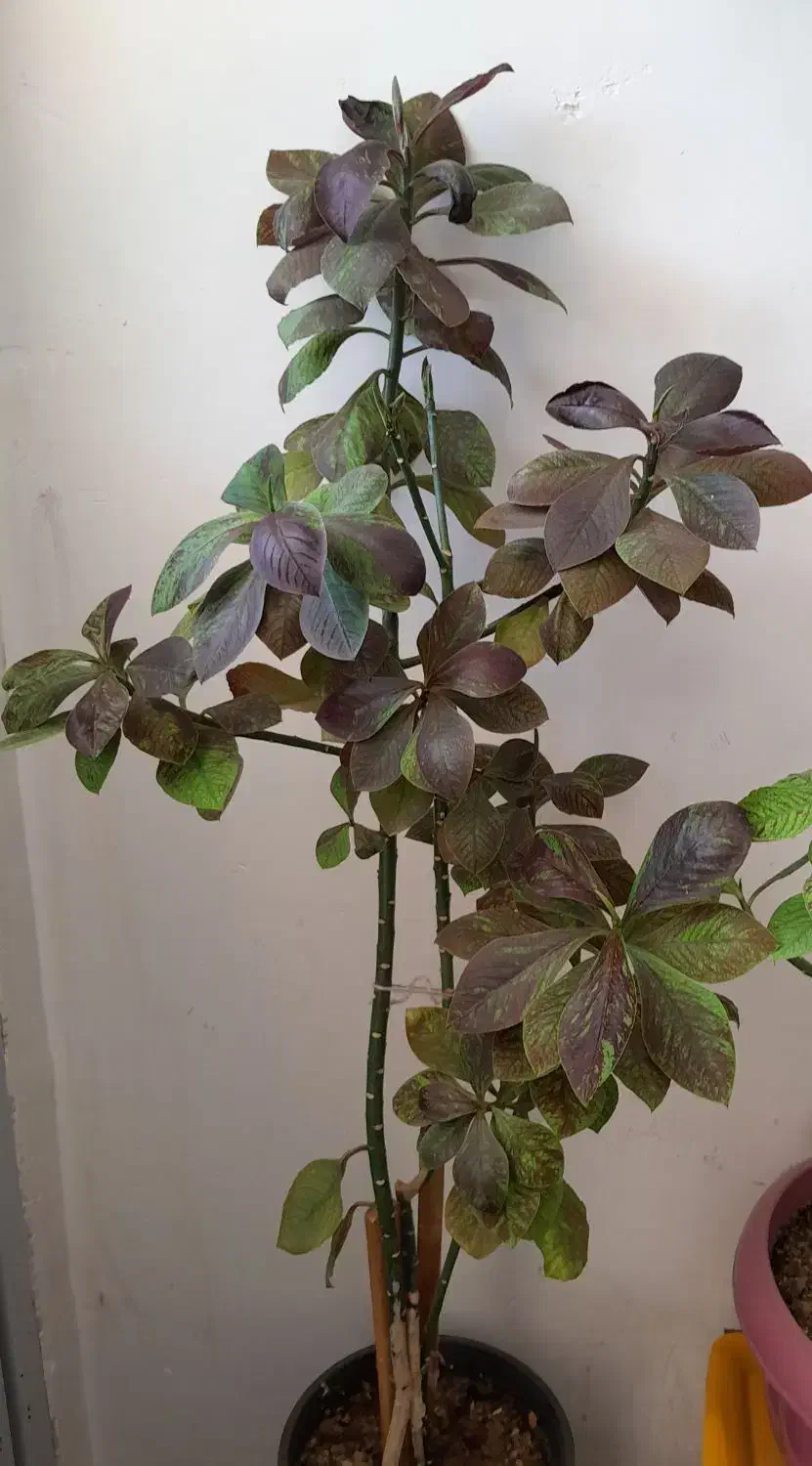 گل های اپارتمانی|گل و گیاه طبیعی|شاهرود, |دیوار