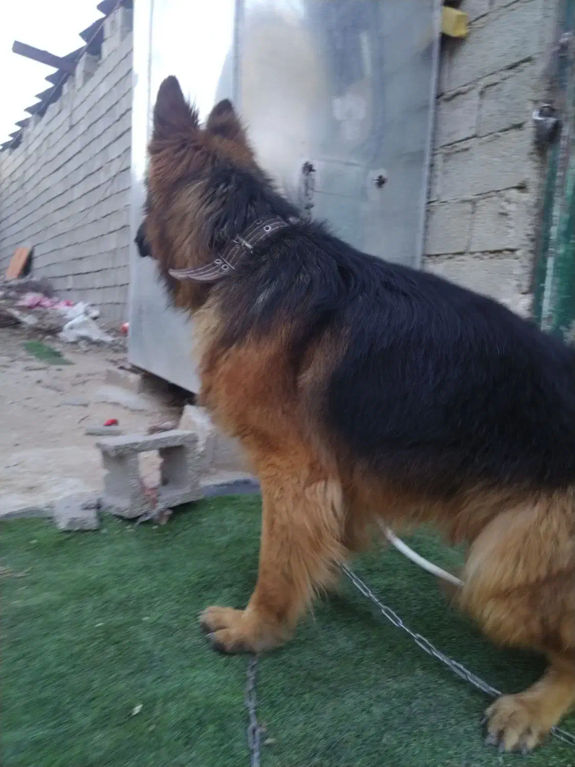 سگ ژرمن شپرد|سگ|شیراز, نیستان|دیوار