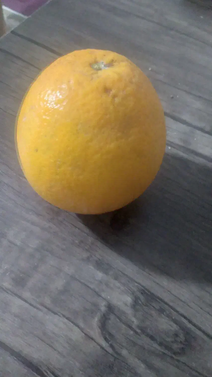 پرتغال تامسون|حراج|سیاهکل, |دیوار