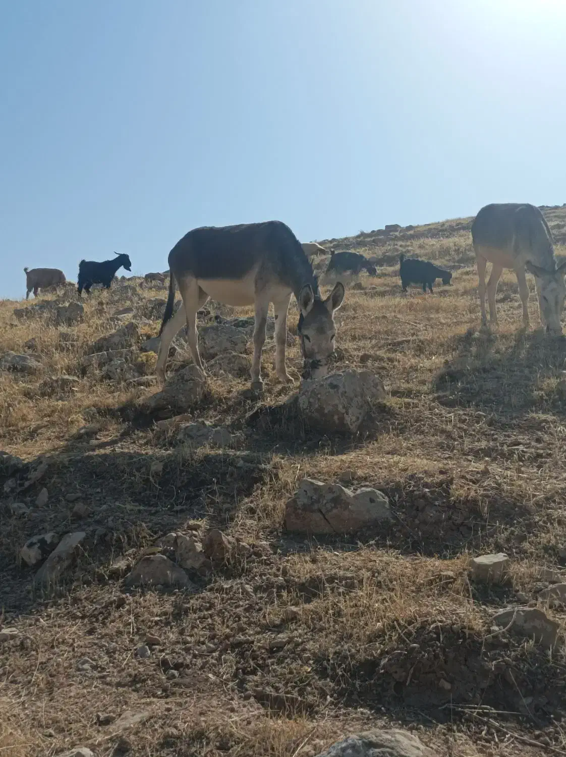 الاغ ماده|حیوانات مزرعه|پلدختر, |دیوار