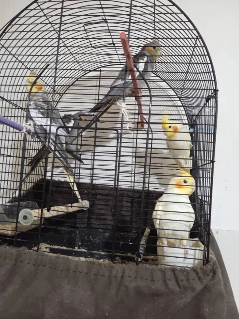 جوجه عروس هلندی|پرنده|رشت, چمارسرا|دیوار