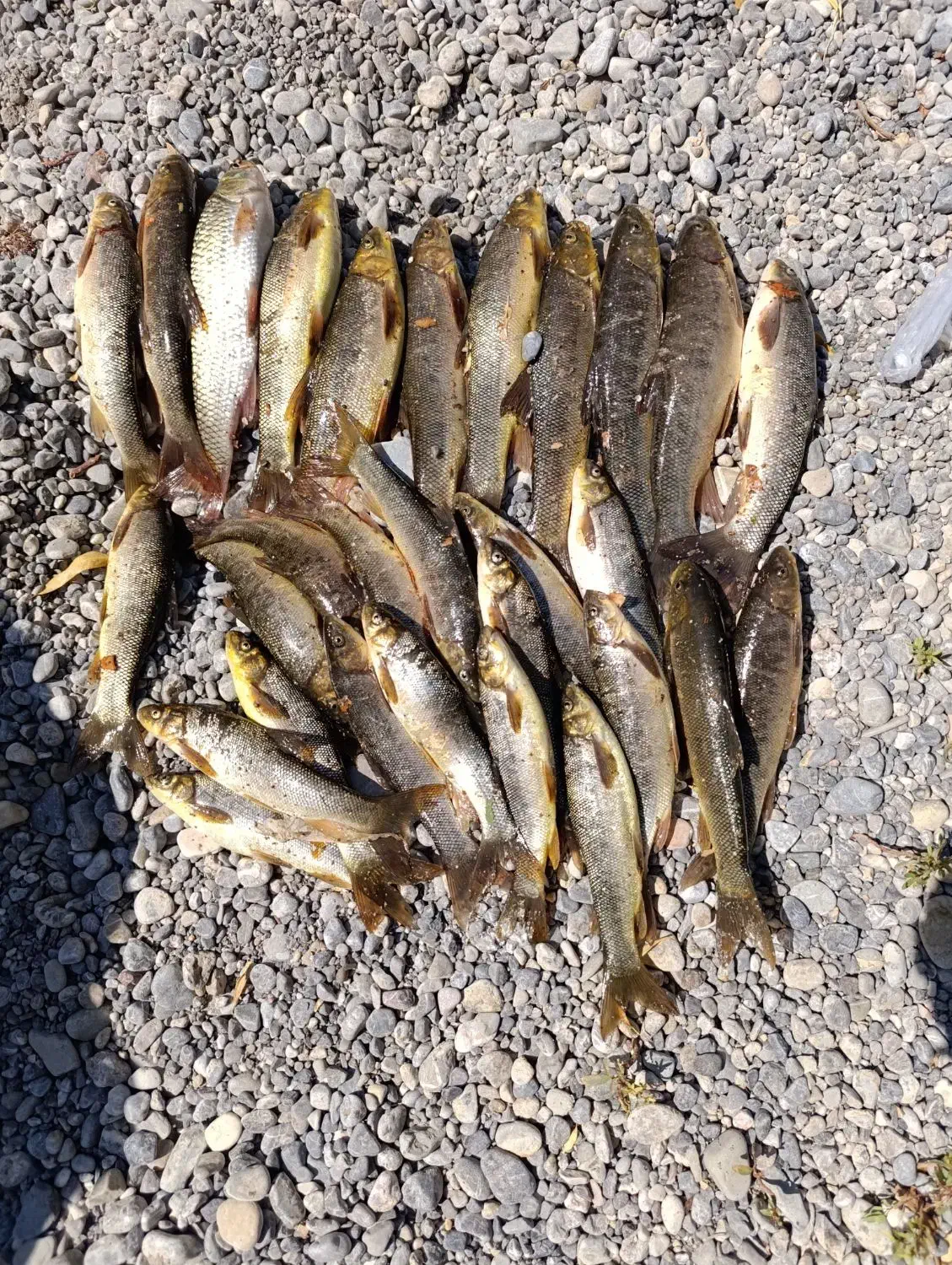 ماهی بزرگ و تازه|ماهی|دورود, |دیوار