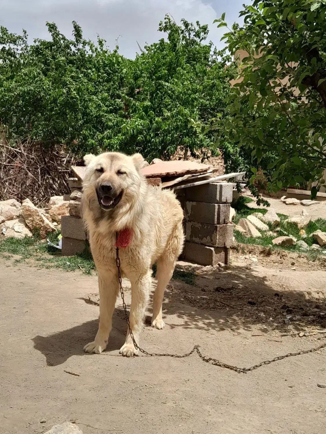 سگ نگهبان|سگ|بناب, |دیوار