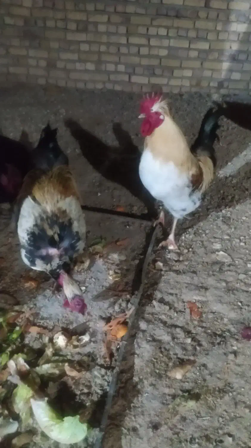 خروس|پرنده|دامغان, |دیوار