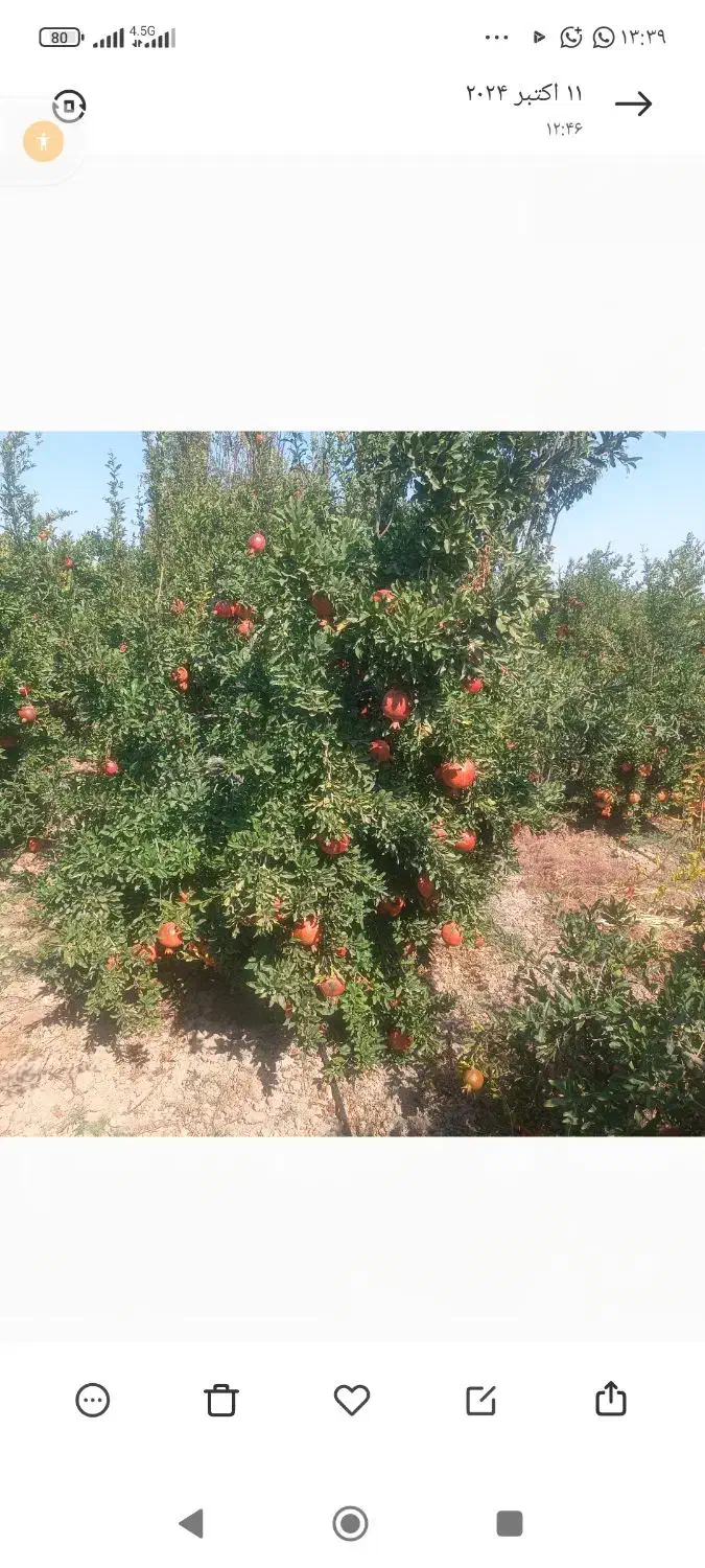 انار شما را خریداریم روی درخت|خدمات باغبانی و درختکاری|ساوه, |دیوار