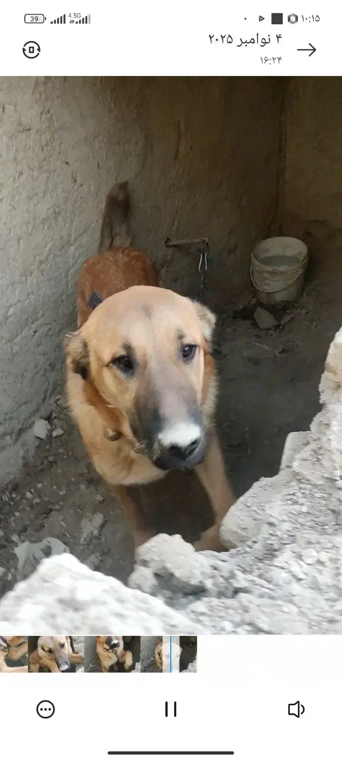 سگ خراسانی|سگ|شیروان (خراسان), |دیوار