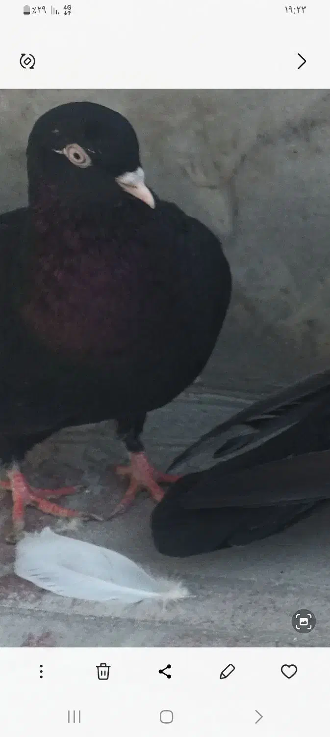 پنج تا زاغ بی کاکل دونه ۴۰۰|پرنده|نجفآباد, جلال آباد|دیوار