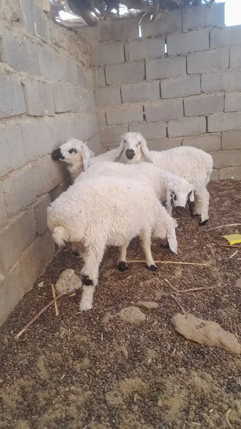 ۵ راس بره وطنی حیکلی|حیوانات مزرعه|هامون, |دیوار