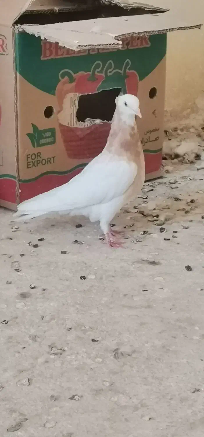 کفتر|پرنده|فیروزآباد (فارس), |دیوار