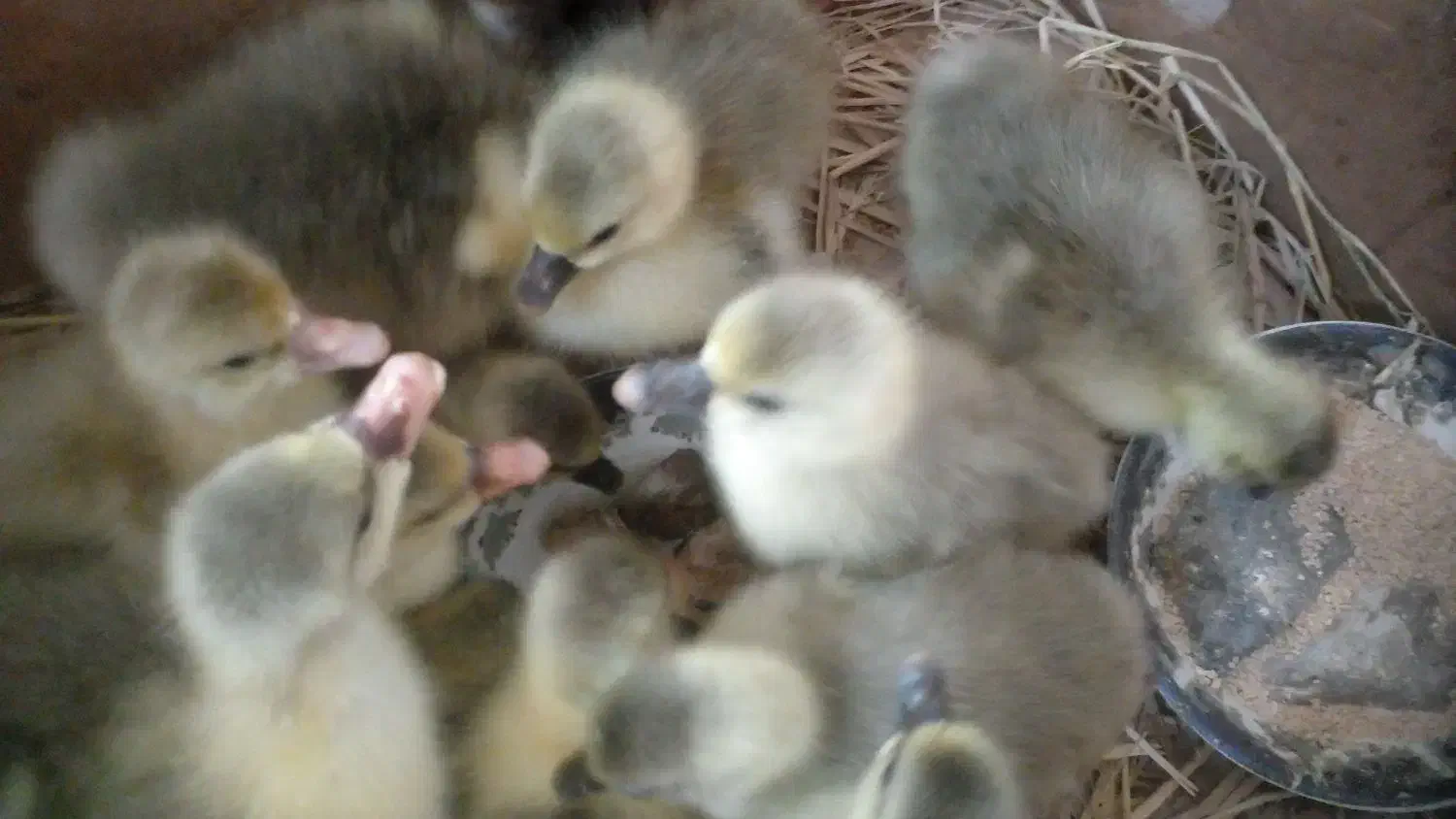 جوجه غاز محلی زیر پر در اومدن خیلی سرحال|حیوانات مزرعه|گلوگاه بابل (گلیا), |دیوار