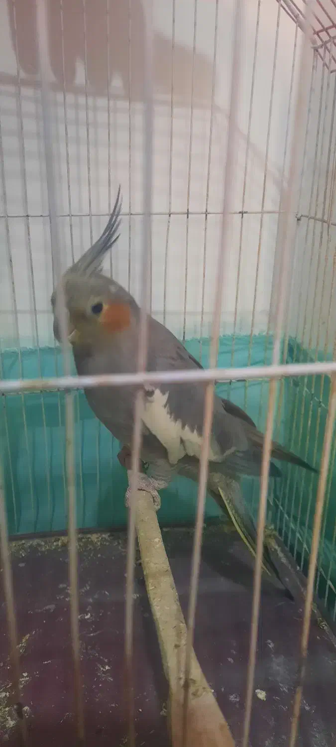 عروس هلندی ماده دستی|پرنده|اشتهارد, |دیوار