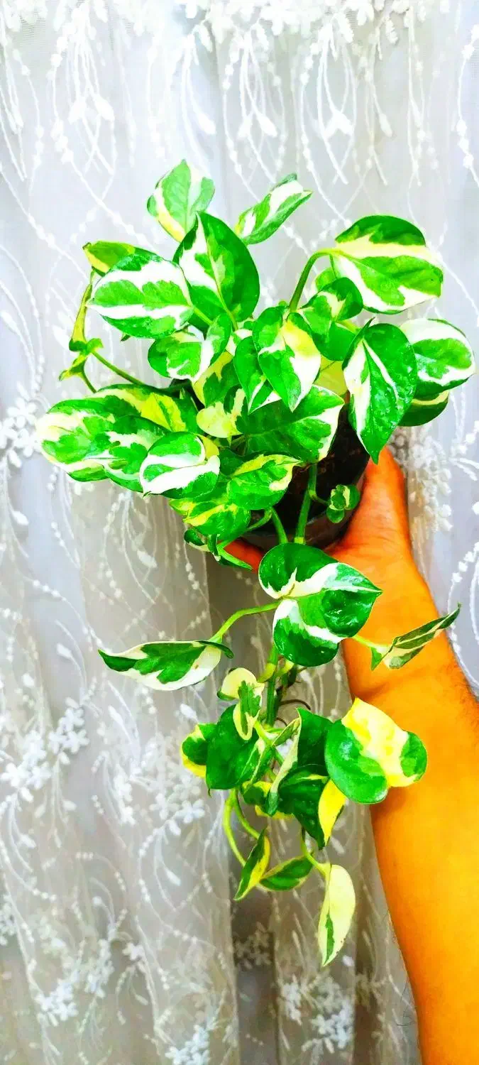 گیاه طبیعی|گل و گیاه طبیعی|خرمشهر, |دیوار