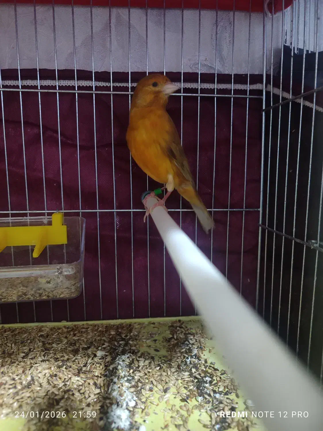 قناری|پرنده|اردبیل, |دیوار