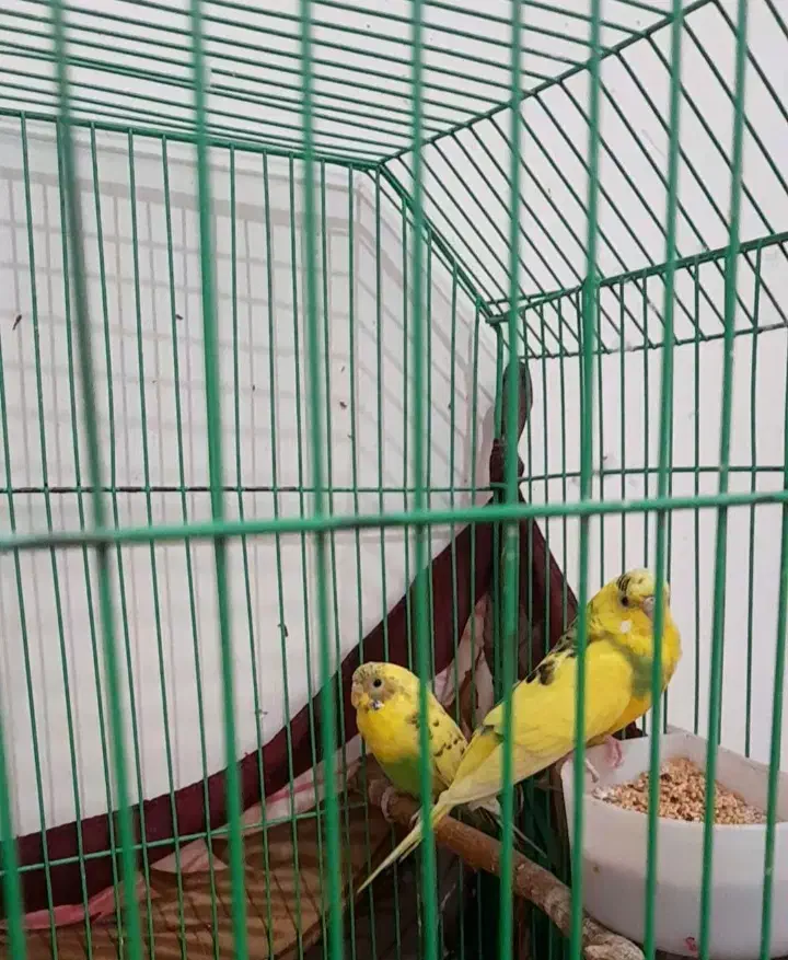 مرغ عشق|پرنده|الوند, |دیوار