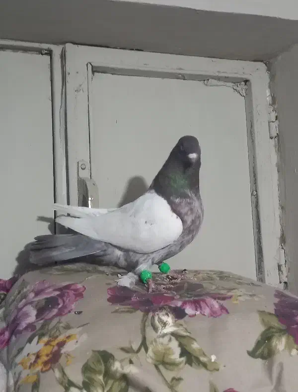 کبوتر سینه نر مست غریب|پرنده|بجنورد, |دیوار