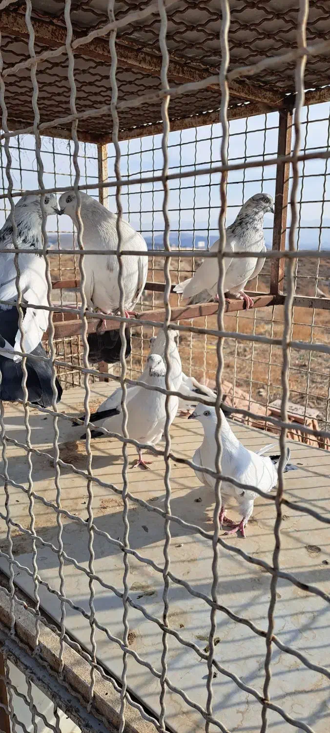 کفتر نوک قنار|پرنده|رودهن, |دیوار