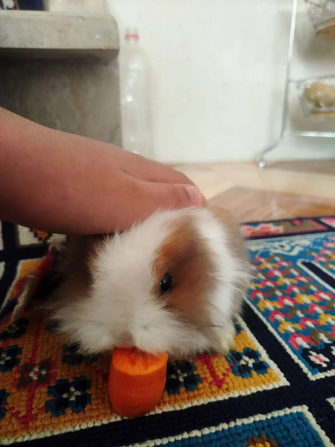 خرگوش زیبا|موش و خرگوش|قرچک, زیبا شهر|دیوار