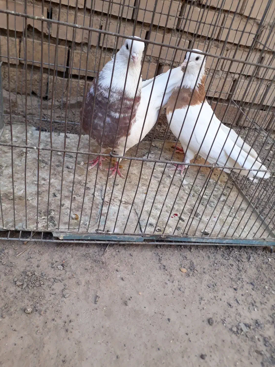 جفت کفتر طوقی|پرنده|رفسنجان, |دیوار