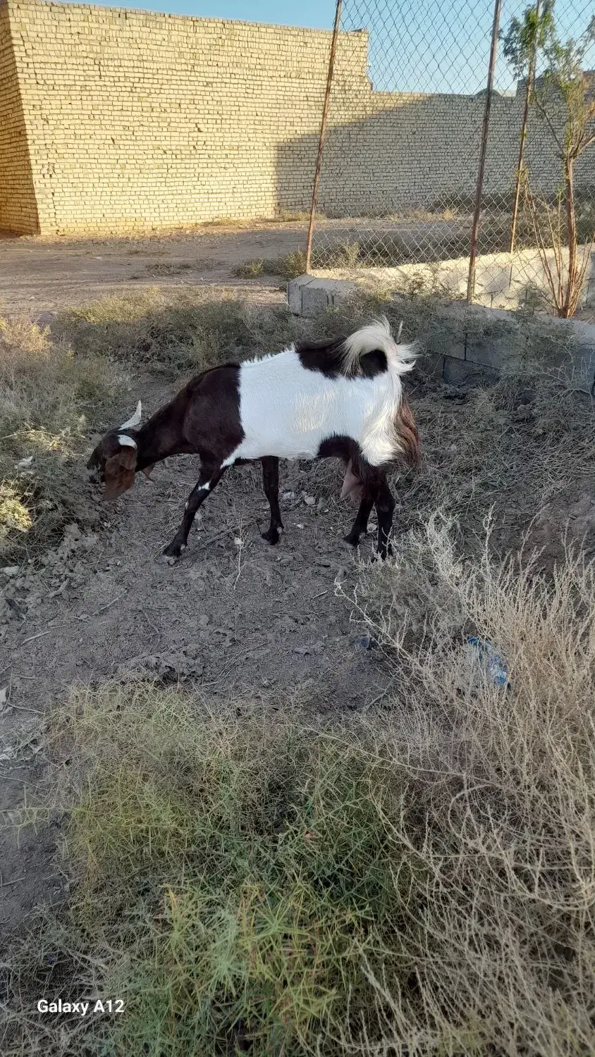 بز افغانی|حیوانات مزرعه|آران و بیدگل, |دیوار