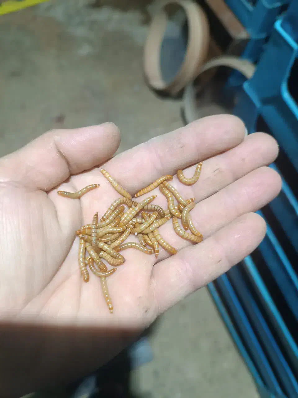 کرم میل ورم|خزنده|شیراز, وصال|دیوار