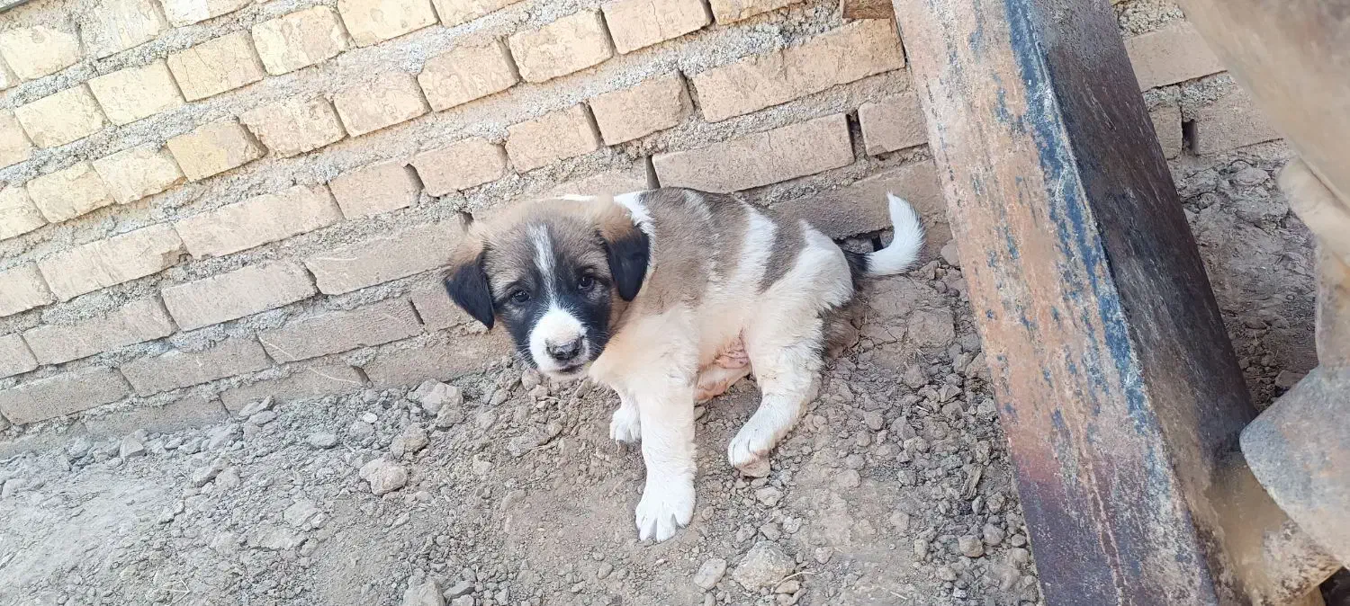 سگ نر|سگ|کارون, |دیوار