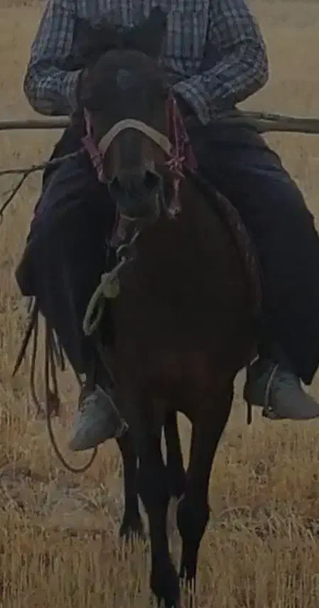 مادیون ۶سال ابستن از یه اسب کورد بسیار ارام ونجیب|اسب و تجهیزات اسب‌سواری|دهگلان, |دیوار