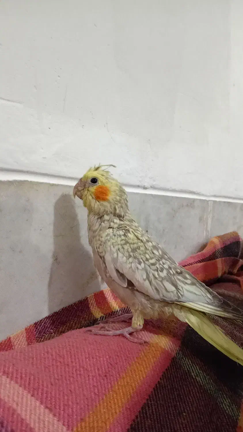 عروس هلندی|پرنده|حمیدیا, |دیوار