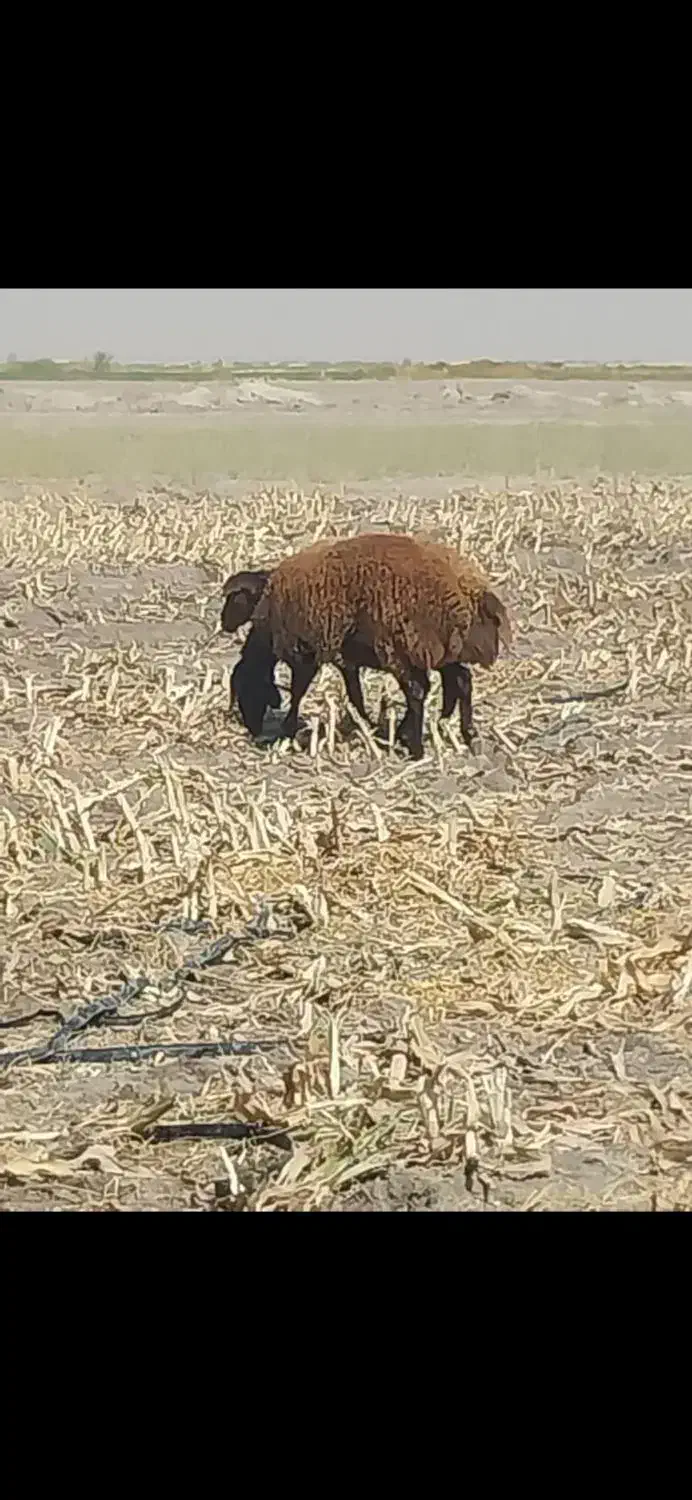 فروش دو راس شیشیک درجه 1|حیوانات مزرعه|شیراز, بید زرد|دیوار