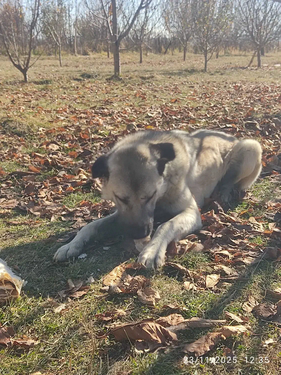 سگ.|سگ|ارومیه, |دیوار