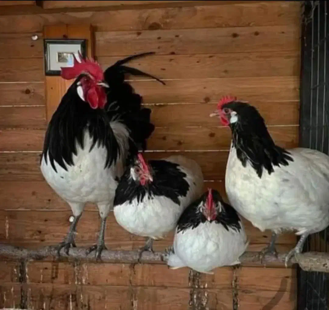 تخم نطفه دار و جوجه اپنزلر،ورورک،لاکنولدر آلمانی|حیوانات مزرعه|مشهد, موعود|دیوار