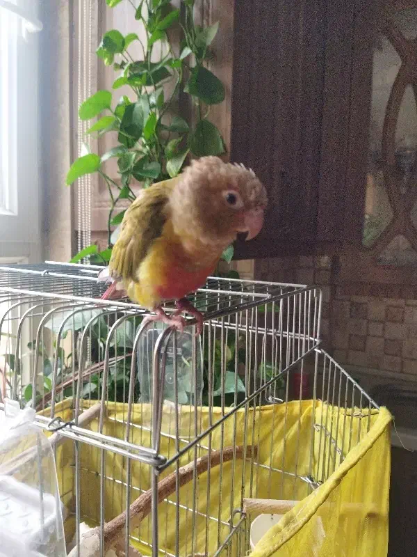 یک گرینچیک حلقه پا یلو ساید گمشده|حیوانات|تهران, نیروی دریایی|دیوار