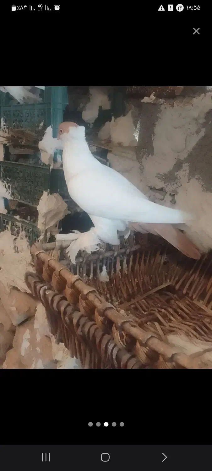 کبوتر هلمت (کله دمبی)|پرنده|لنده, |دیوار