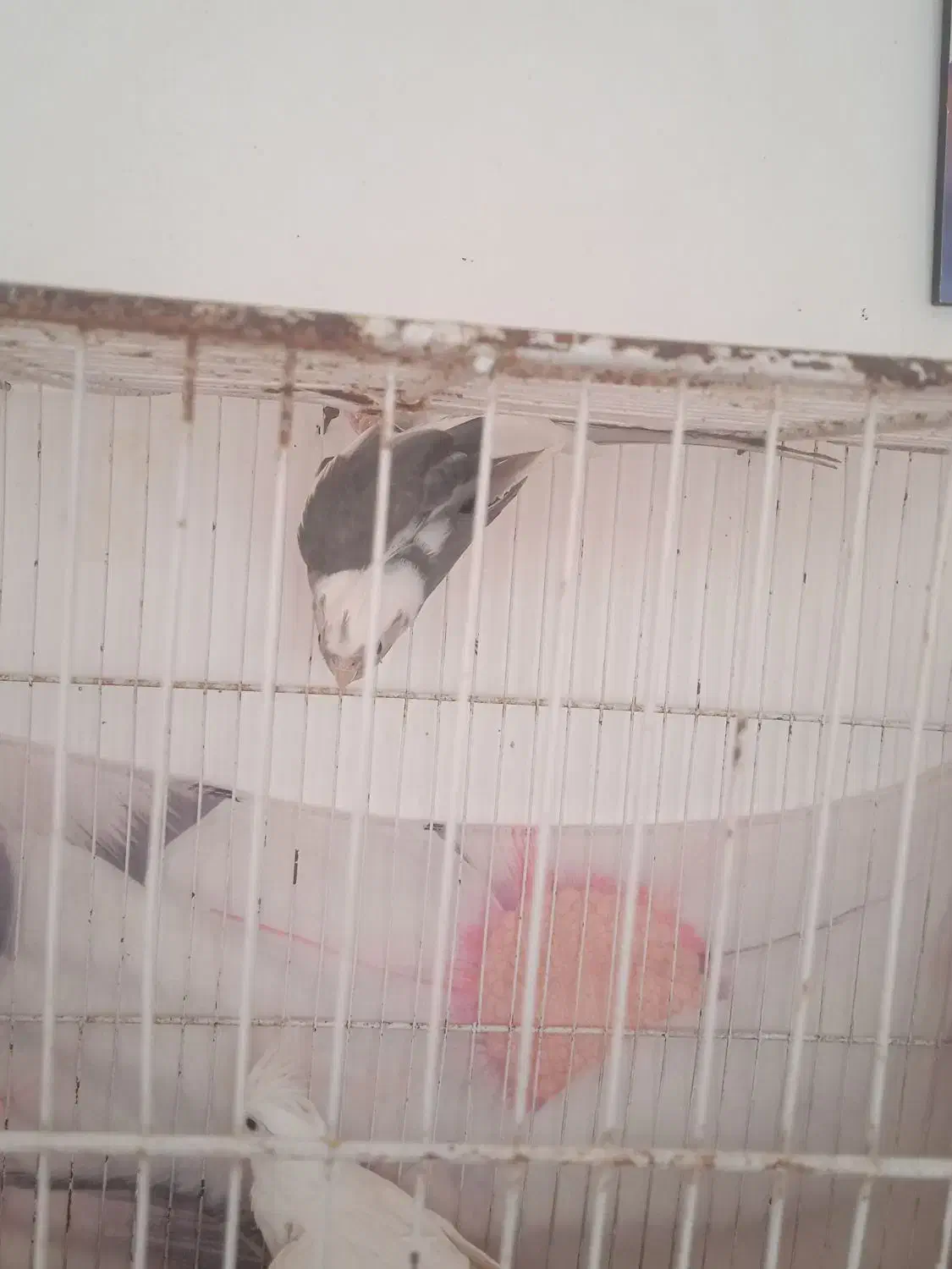 عروس هلندی|پرنده|سیدآباد, |دیوار