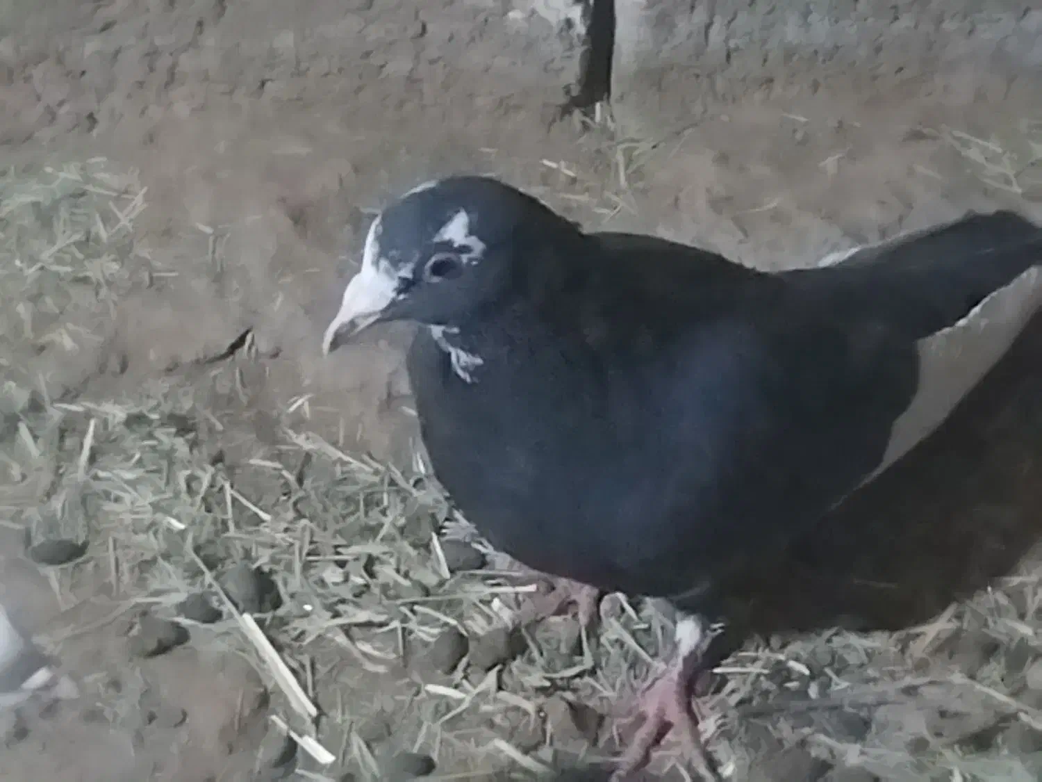 پلنگ|پرنده|کرمان, |دیوار