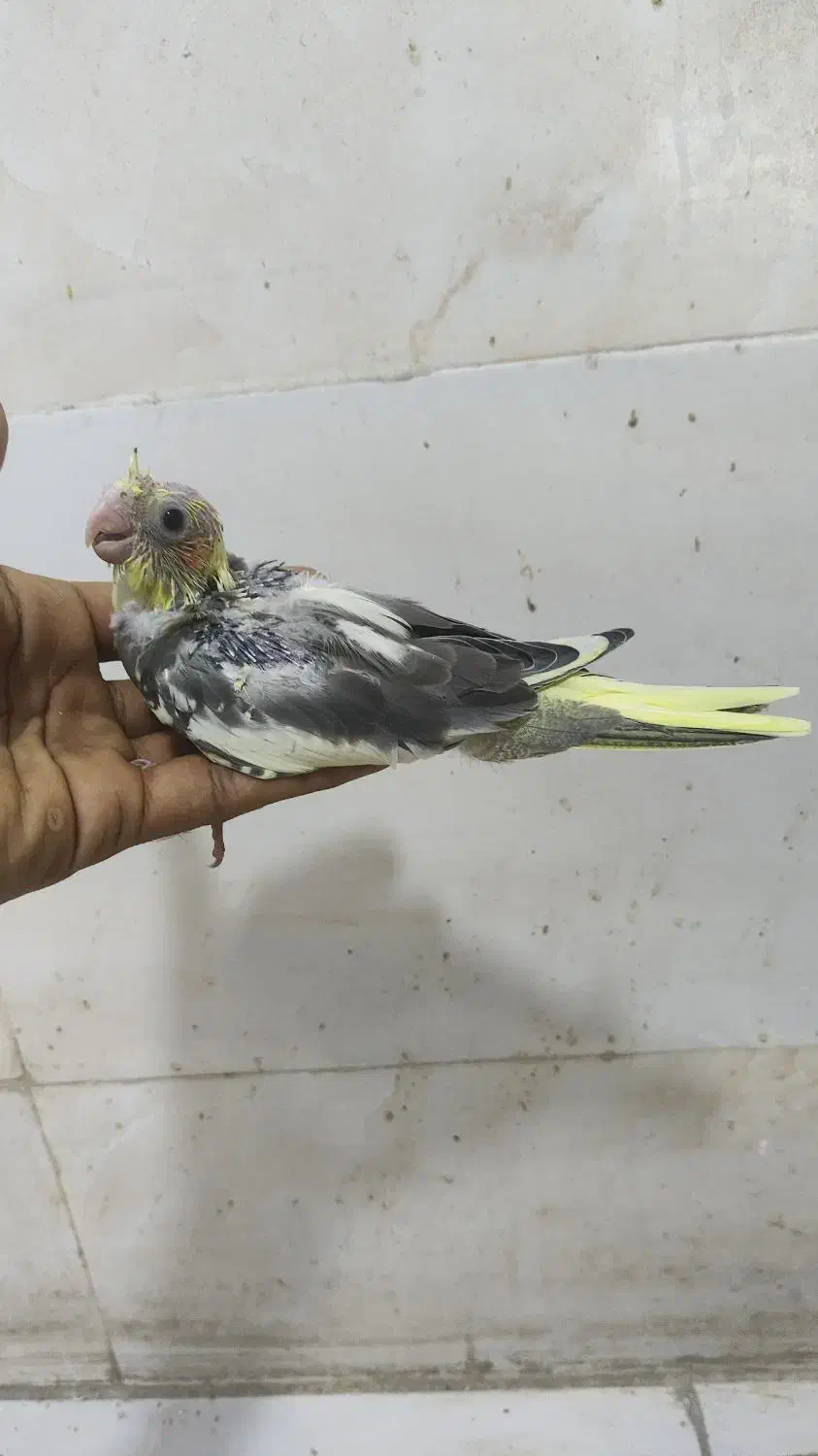 جوجه طوطی کوتوله و عروس هلندی|پرنده|بندرعباس, |دیوار