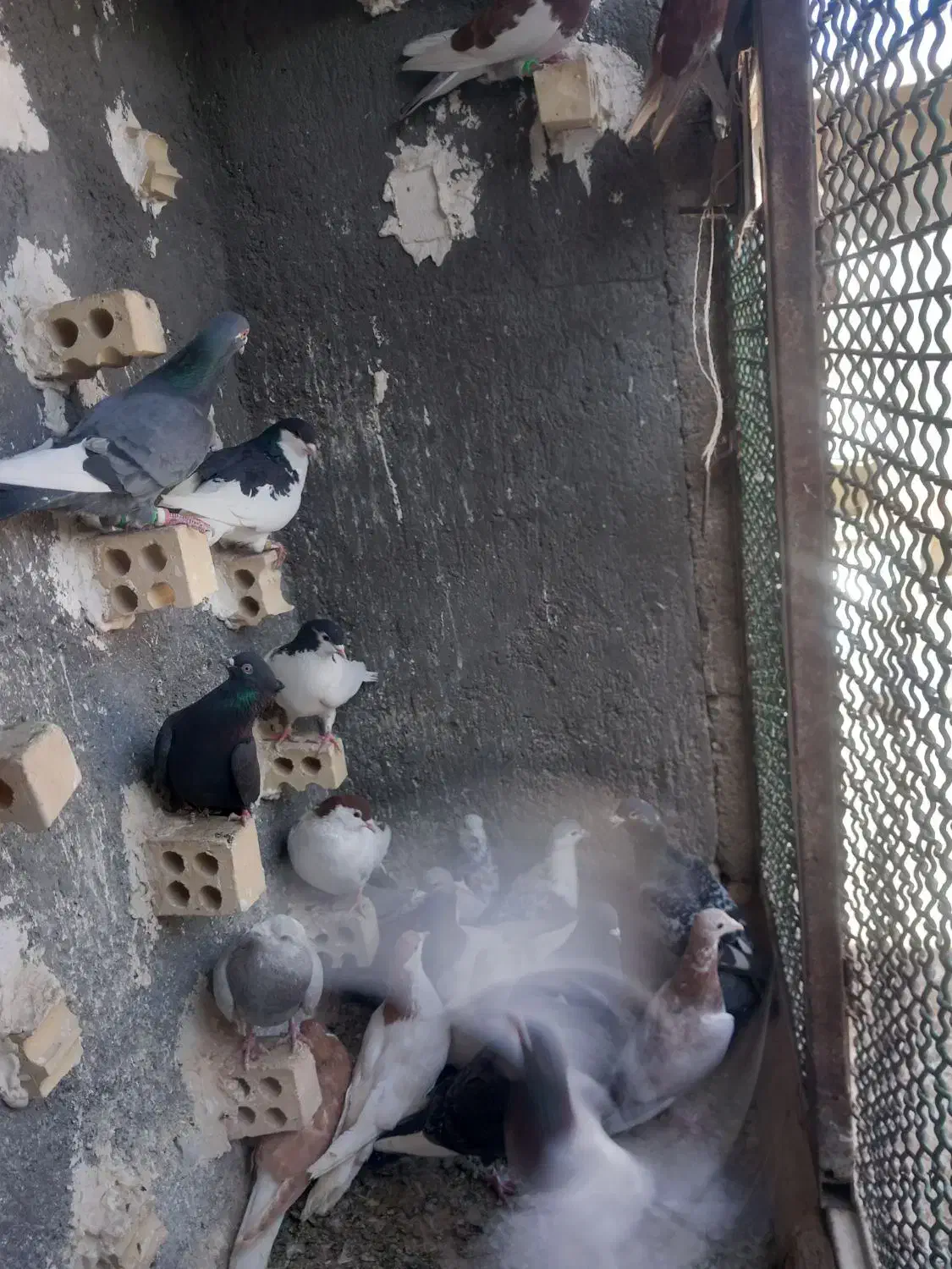 صیدفروشی|حیوانات|مشهد, شهید قربانی|دیوار