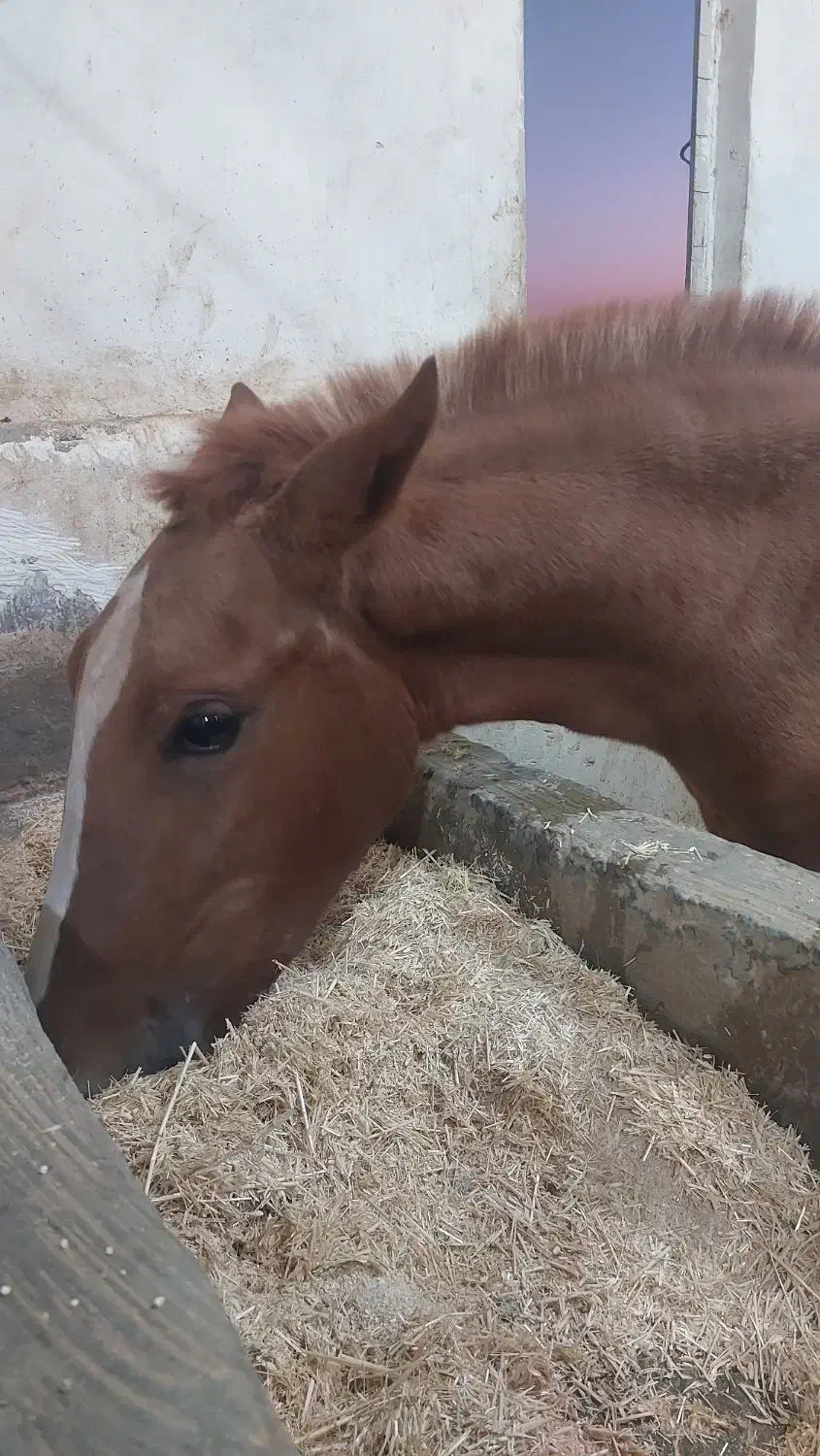 کره مادیان ناب|اسب و تجهیزات اسب‌سواری|تهران, بوستان ولایت|دیوار