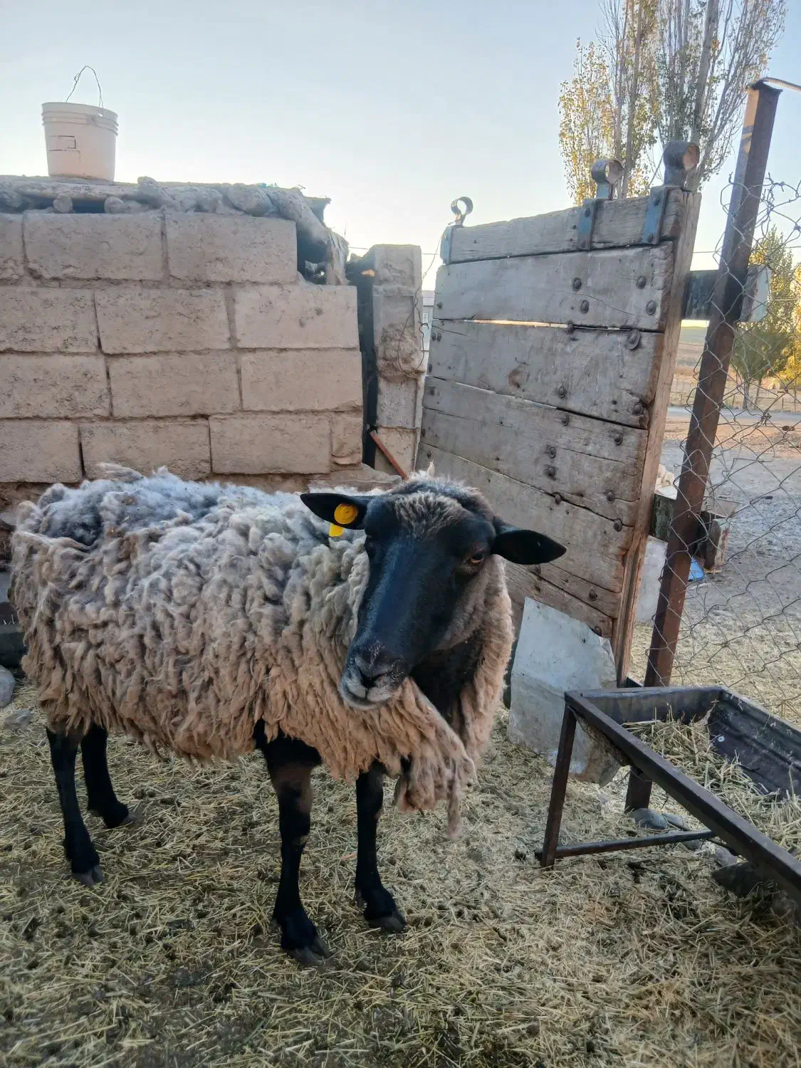 گوسفند رومانوف|حیوانات مزرعه|ارشق, |دیوار