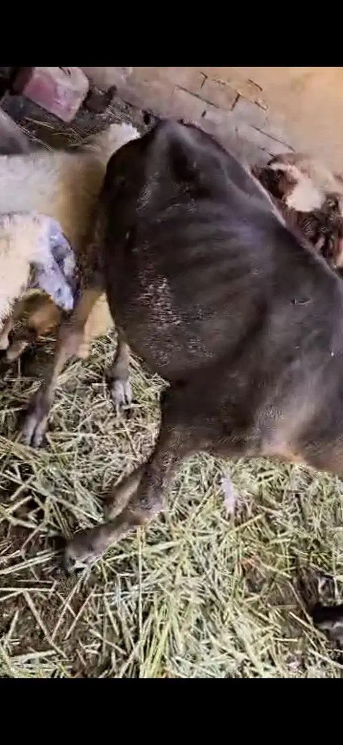 گاومیش نر و ماده|حیوانات مزرعه|رامشیر, |دیوار