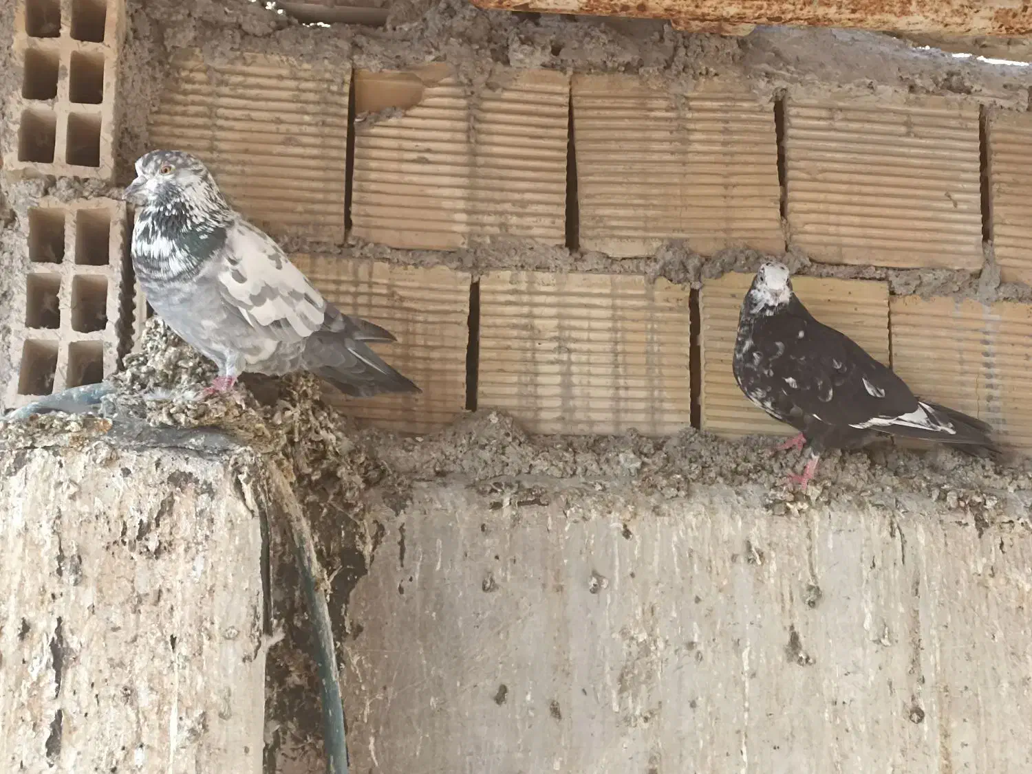 چند عدد کبوتر|پرنده|چمران, |دیوار