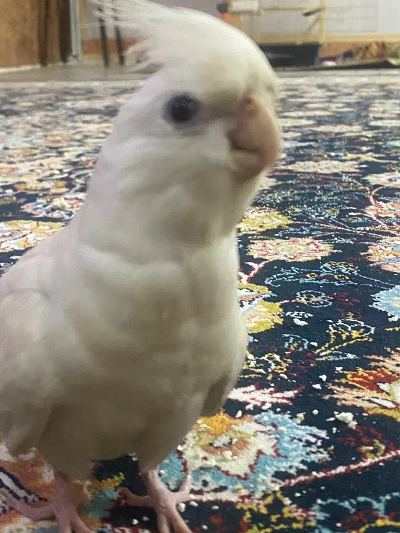 عروس هلندی گمشده|حیوانات|خرم‌آباد, |دیوار