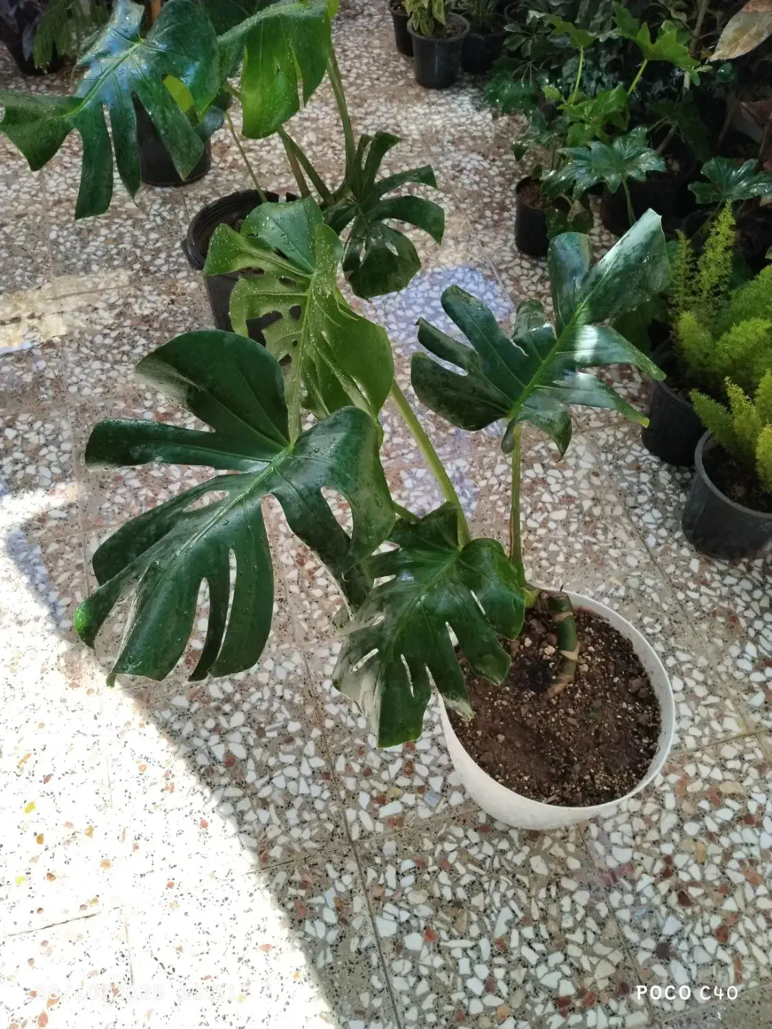 گل آپارتمانی|گل و گیاه طبیعی|قم, زاد|دیوار