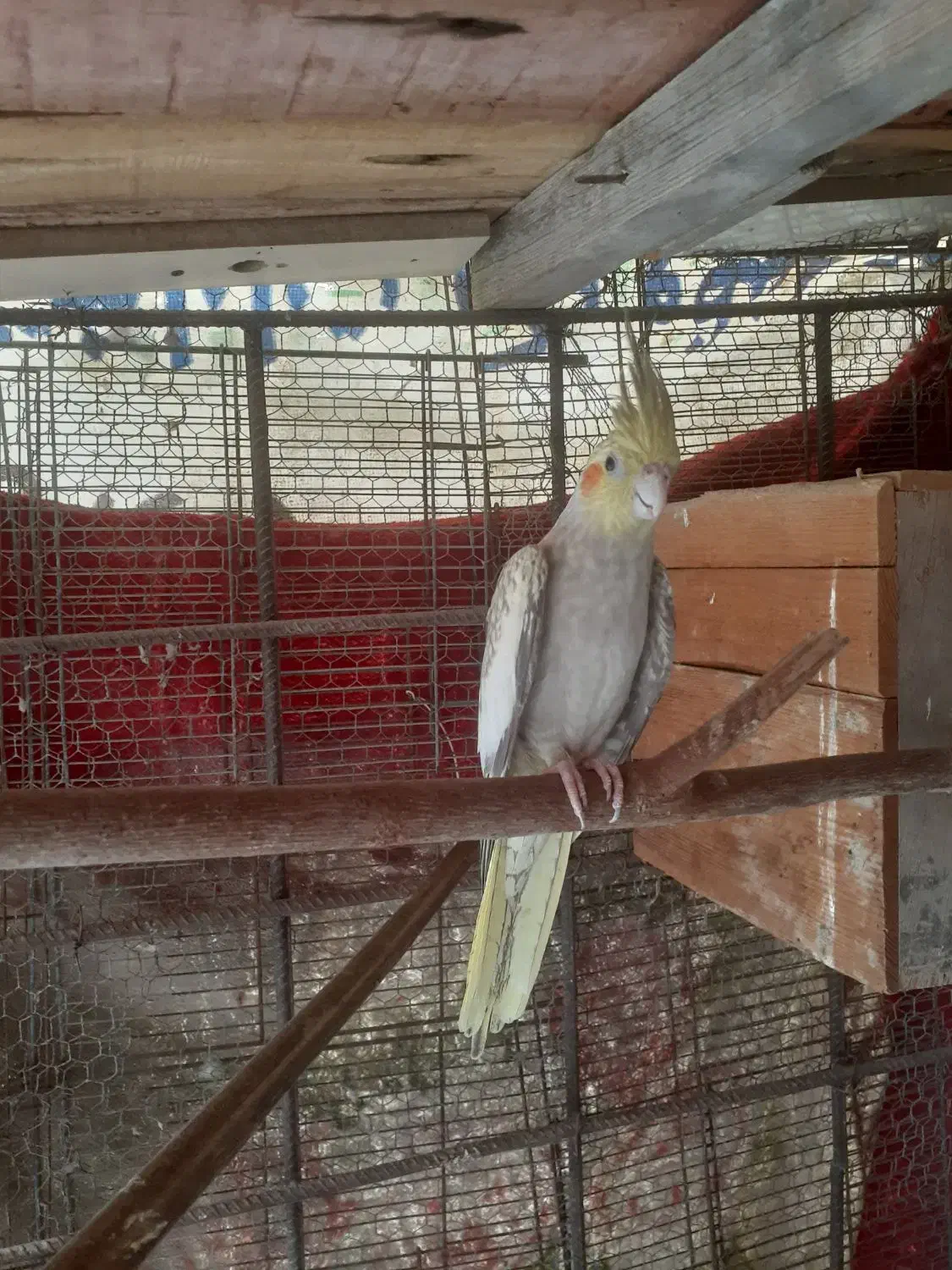 عروس هلندی مرواریدی ماده|پرنده|درگهان, |دیوار