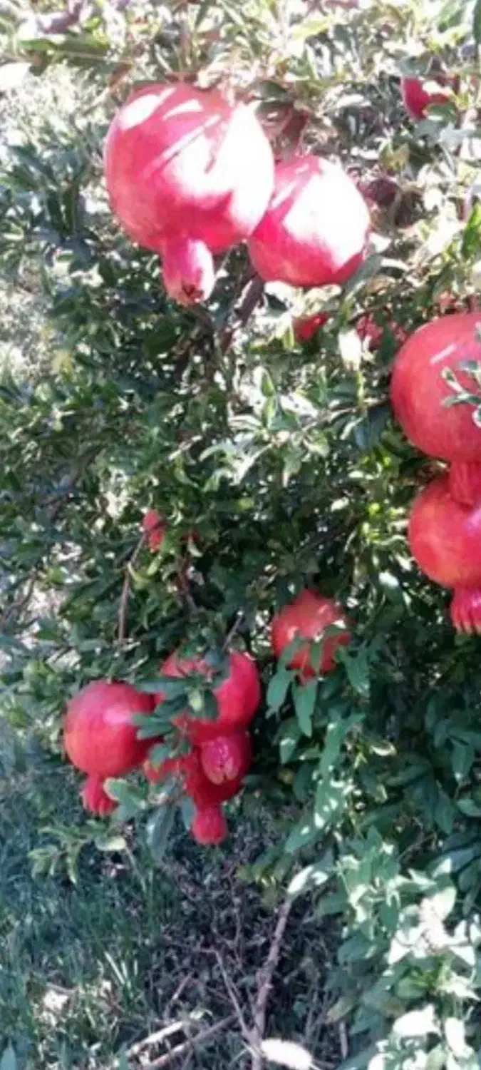 کارگر زرنگ و کاری برای انار چینی|خدمات باغبانی و درختکاری|آق قلا, |دیوار